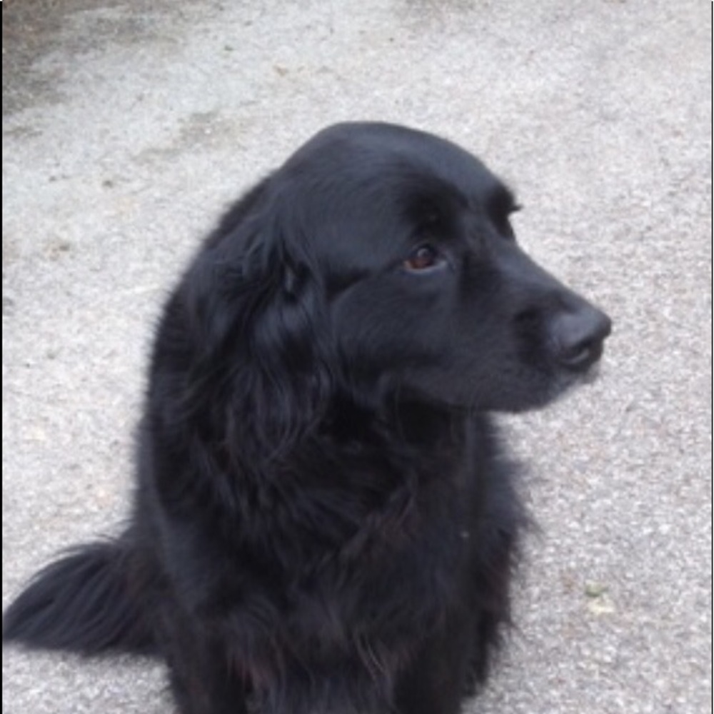 Meet your Posher, Maggie